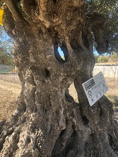 ancient-olive-tree-400px